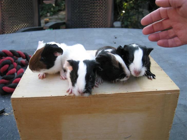 Marsvin Misha - Misha som lille sammen med hendes søskende. Det er Misha længst til højre. billede 10