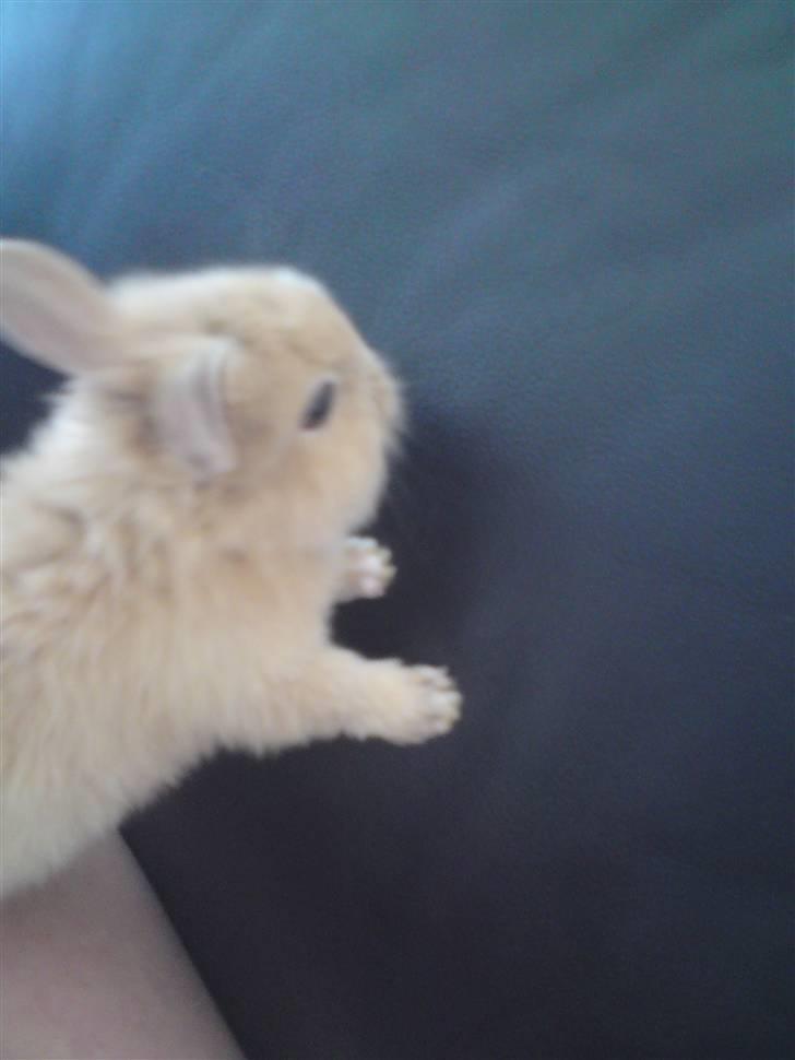 Kanin Wimse - som bette :) billede 7