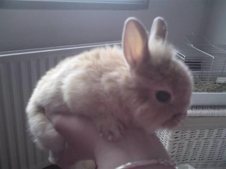 Kanin Wimse - lille :) billede 8