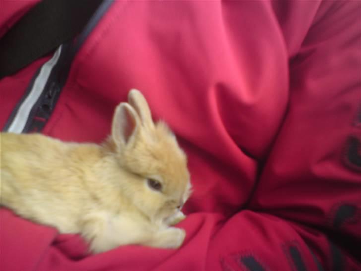 Kanin Wimse - lige da jeg havde fået ham, på vej hjem i bilen :) billede 9