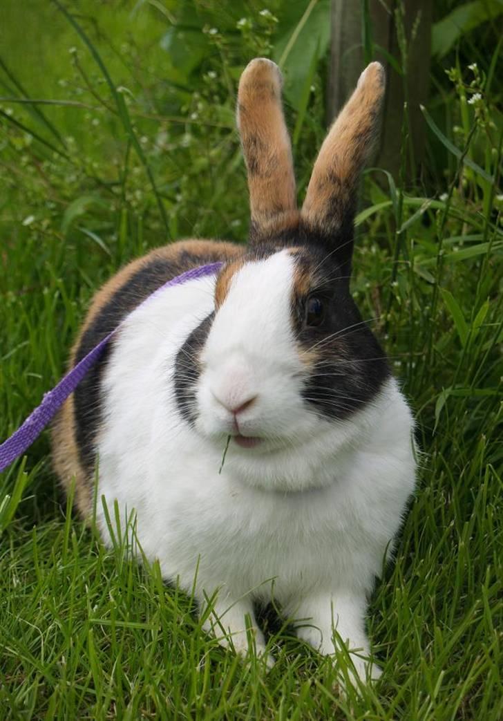 Kanin Mimrelunds Purple Rain billede 10