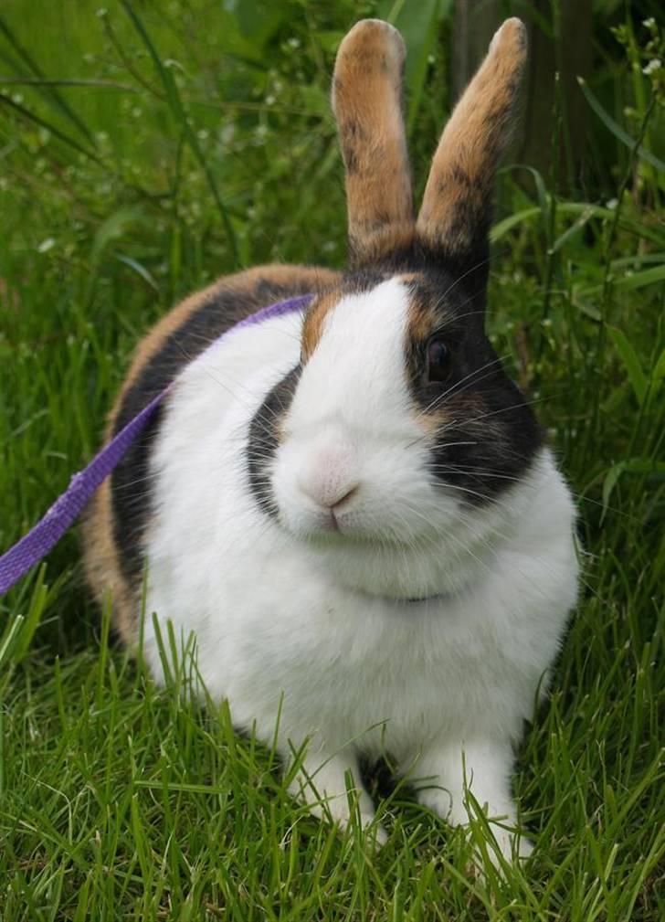 Kanin Mimrelunds Purple Rain billede 11