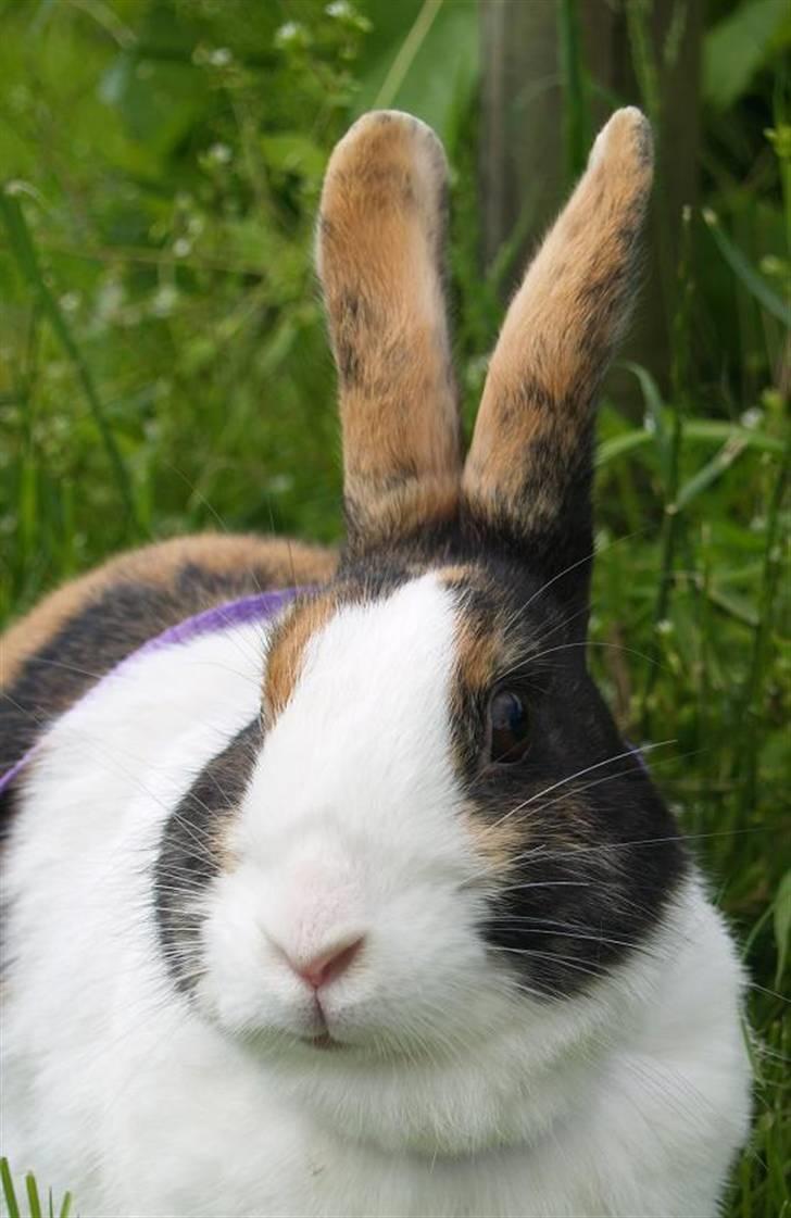 Kanin Mimrelunds Purple Rain billede 12