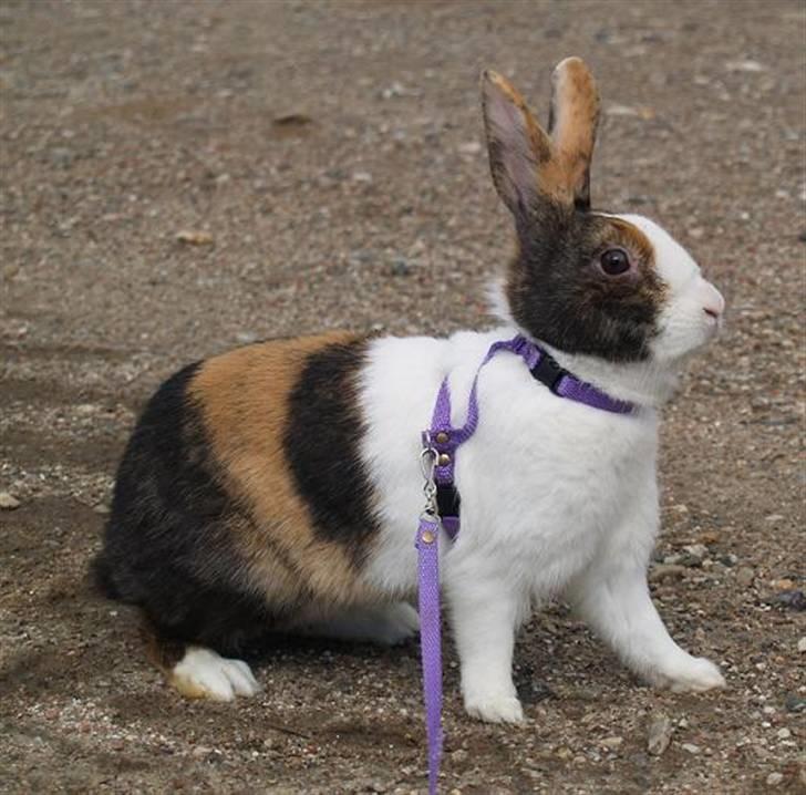 Kanin Mimrelunds Purple Rain billede 13