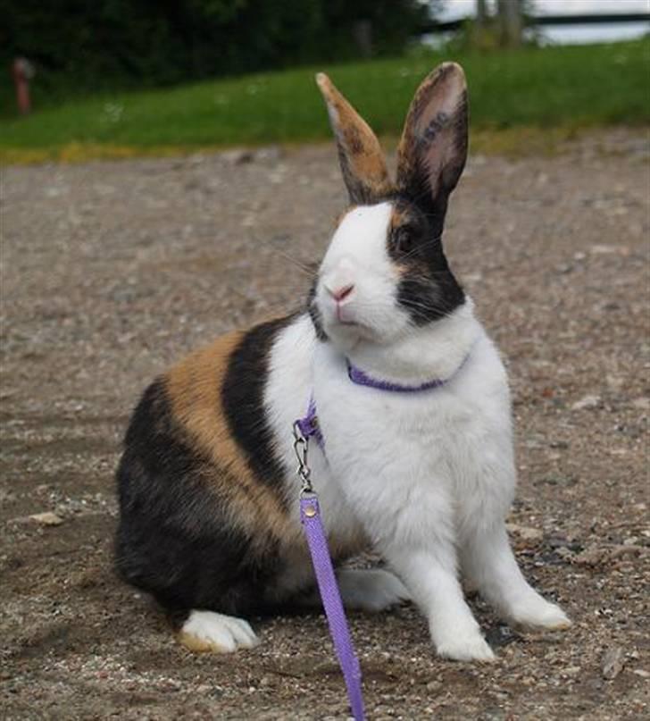 Kanin Mimrelunds Purple Rain billede 14