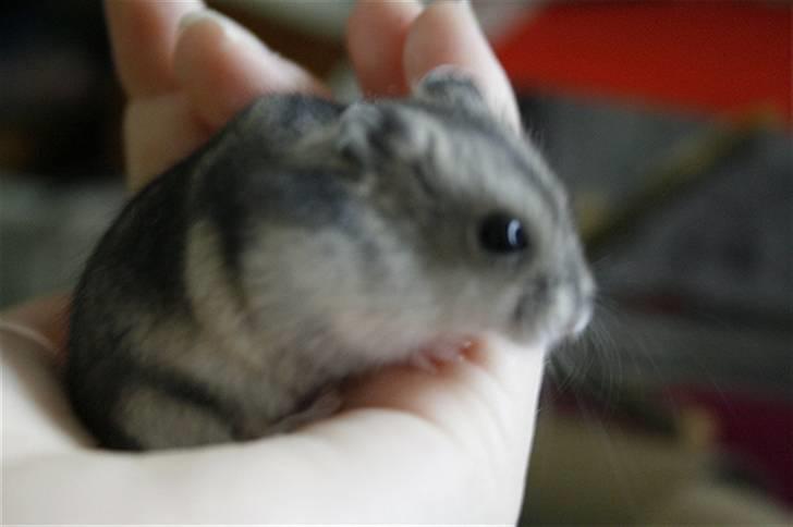 Dværghamster Elliott *RIP* <3 billede 4