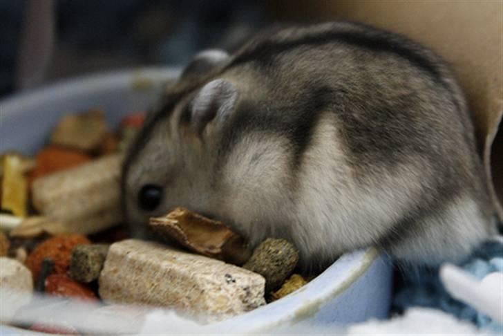 Dværghamster Elliott *RIP* <3 billede 5