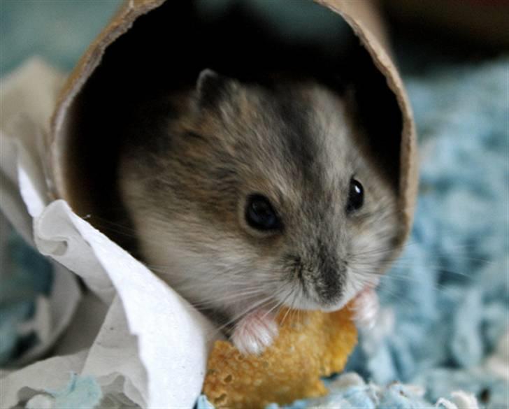 Dværghamster Elliott *RIP* <3 billede 6