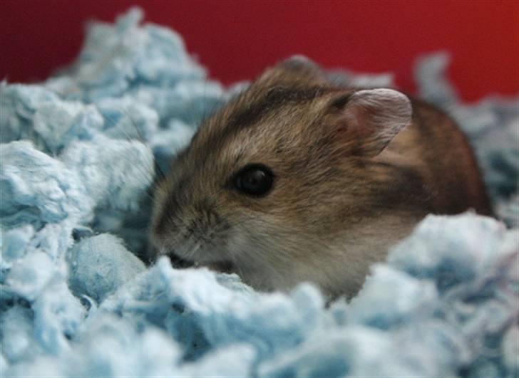 Dværghamster Elliott *RIP* <3 billede 7