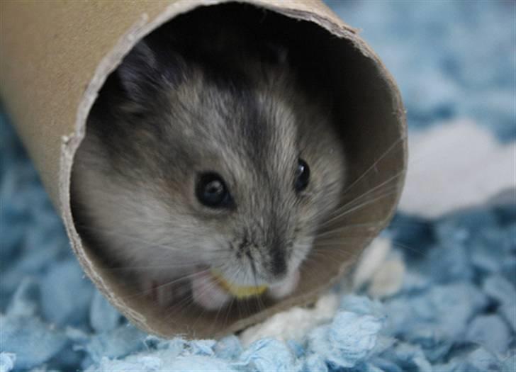 Dværghamster Elliott *RIP* <3 billede 8