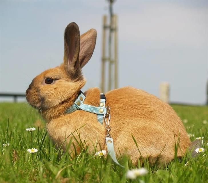 Kanin Mikaya's Mr. Kinder Bueno billede 1
