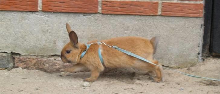 Kanin Mikaya's Mr. Kinder Bueno billede 2