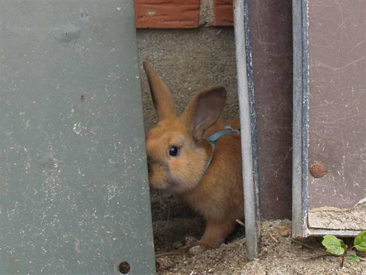 Kanin Mikaya's Mr. Kinder Bueno billede 3