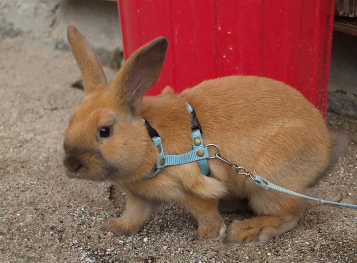Kanin Mikaya's Mr. Kinder Bueno billede 4