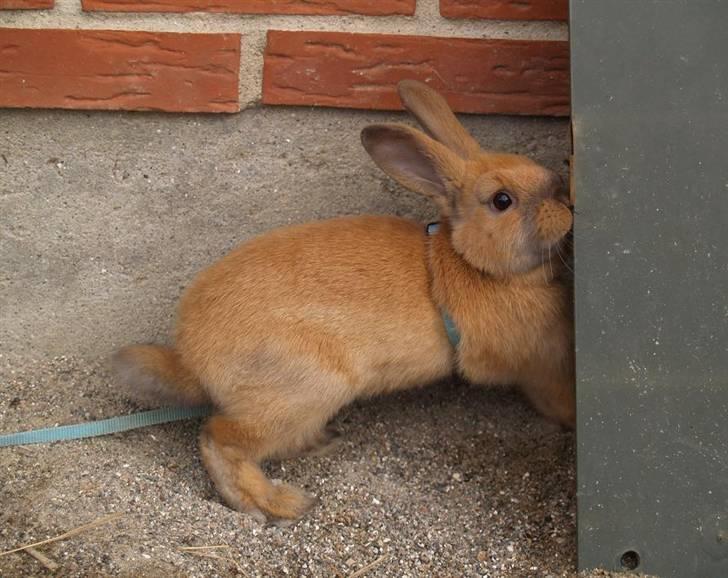 Kanin Mikaya's Mr. Kinder Bueno billede 5