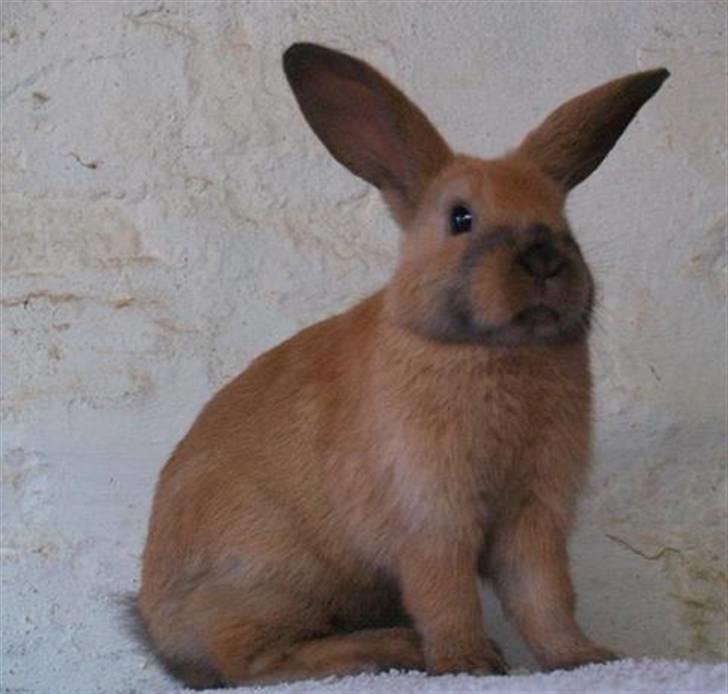 Kanin Mikaya's Mr. Kinder Bueno billede 6