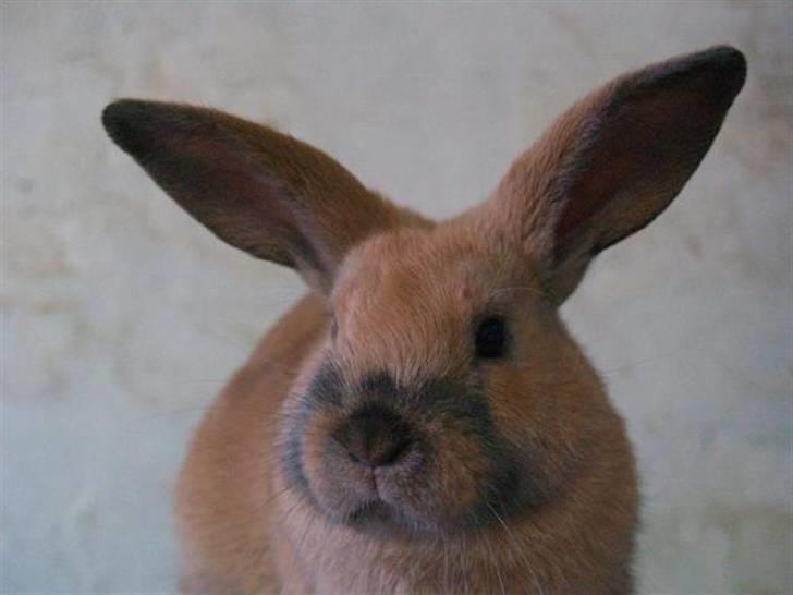 Kanin Mikaya's Mr. Kinder Bueno billede 7