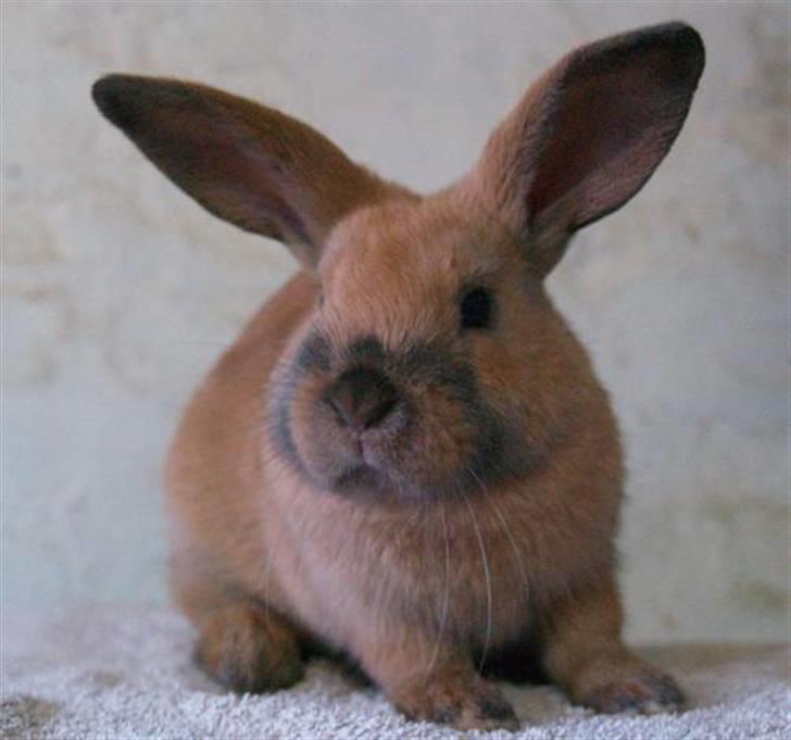 Kanin Mikaya's Mr. Kinder Bueno billede 8