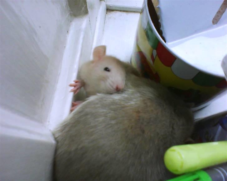 Tamrotte Sesam - Mango ligger på Sesam! :D  billede 7