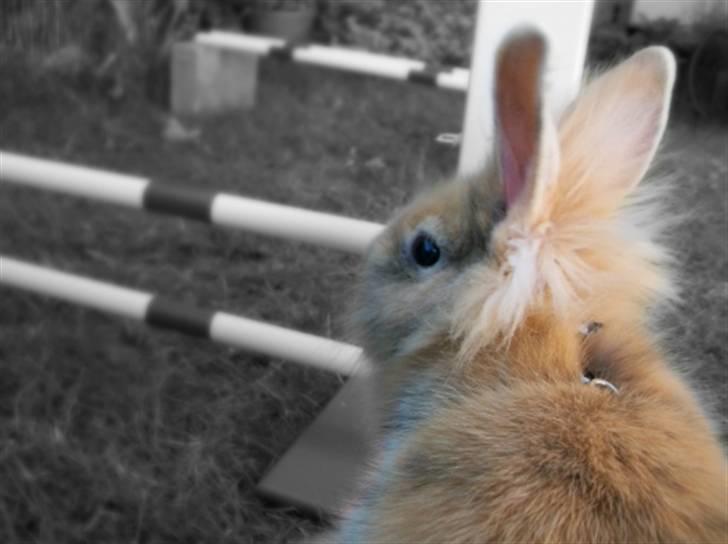 Kanin Malou - Pause efter spring. (: billede 1