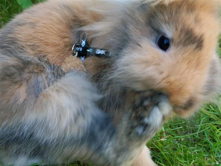 Kanin Malou - Nuurgh. <3 billede 2