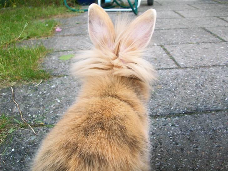 Kanin Malou - Haha, der er hun på vej ind igen. xD  billede 3