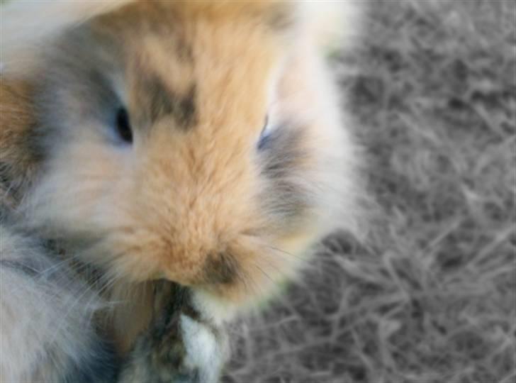 Kanin Malou - Baggrund redigeret. (: billede 4