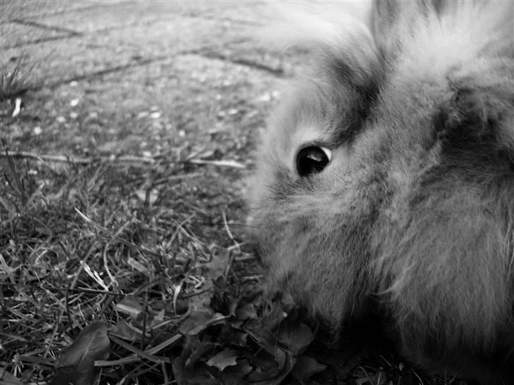 Kanin Malou - Hun spiser mækebøtter eller græs ~ sort/hvid. billede 5