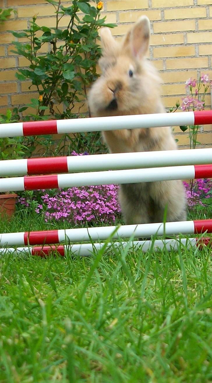 Kanin Malou - 1. gang hun springer! :´D billede 6