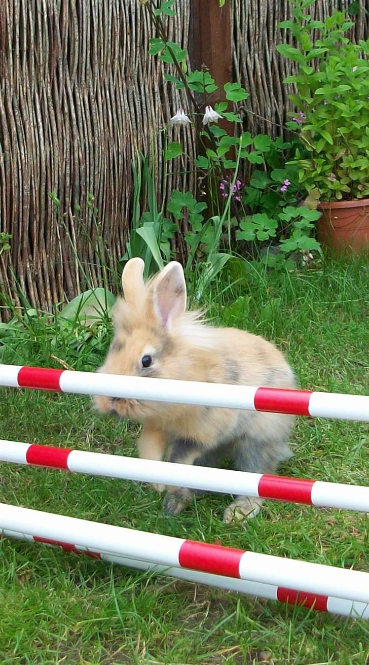 Kanin Malou - .. Stadigvæk den 1. gang hun springer. (: billede 7