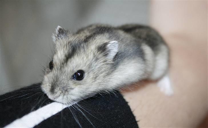 Dværghamster Elliott *RIP* <3 billede 9