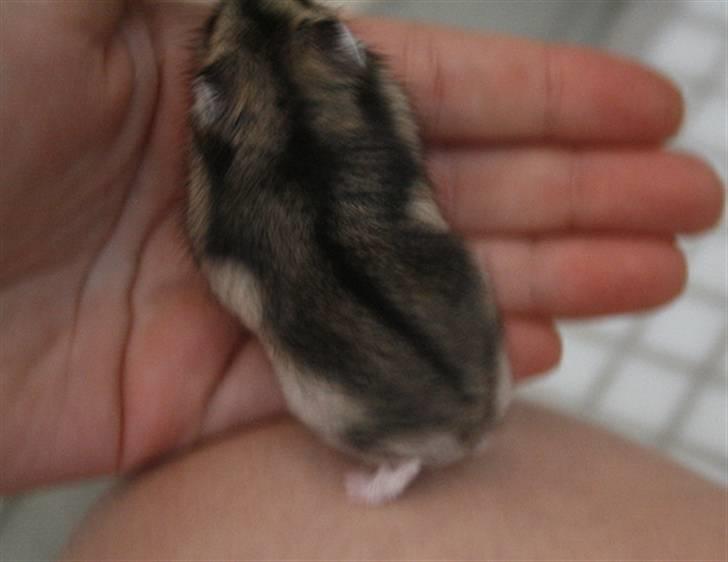 Dværghamster Elliott *RIP* <3 billede 10
