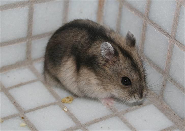 Dværghamster Elliott *RIP* <3 billede 11