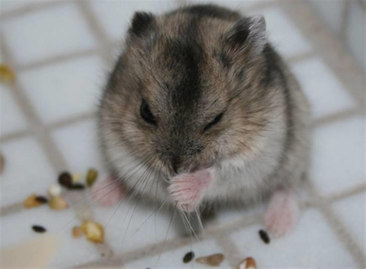 Dværghamster Elliott *RIP* <3 billede 12