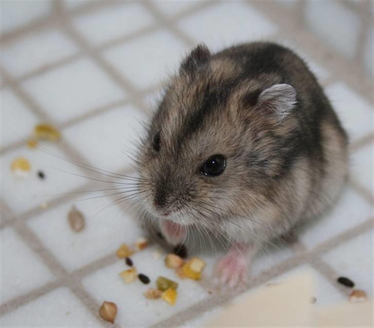 Dværghamster Elliott *RIP* <3 billede 13