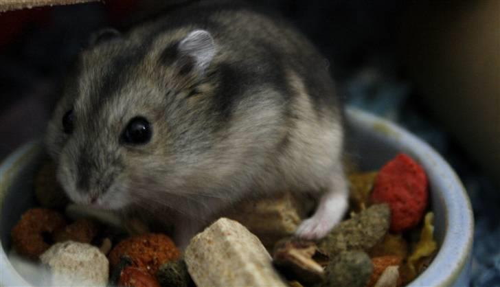 Dværghamster Elliott *RIP* <3 billede 14