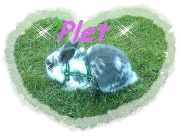 Kanin *Plet*(tisse trold) billede 1