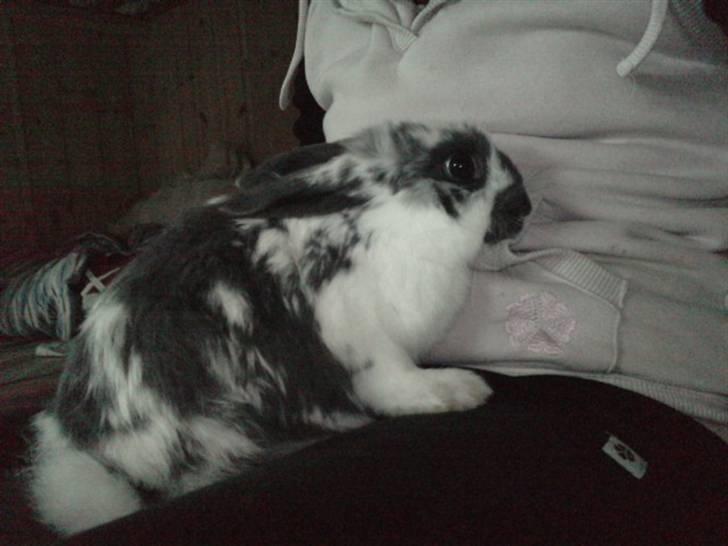 Kanin *Plet*(tisse trold) billede 2