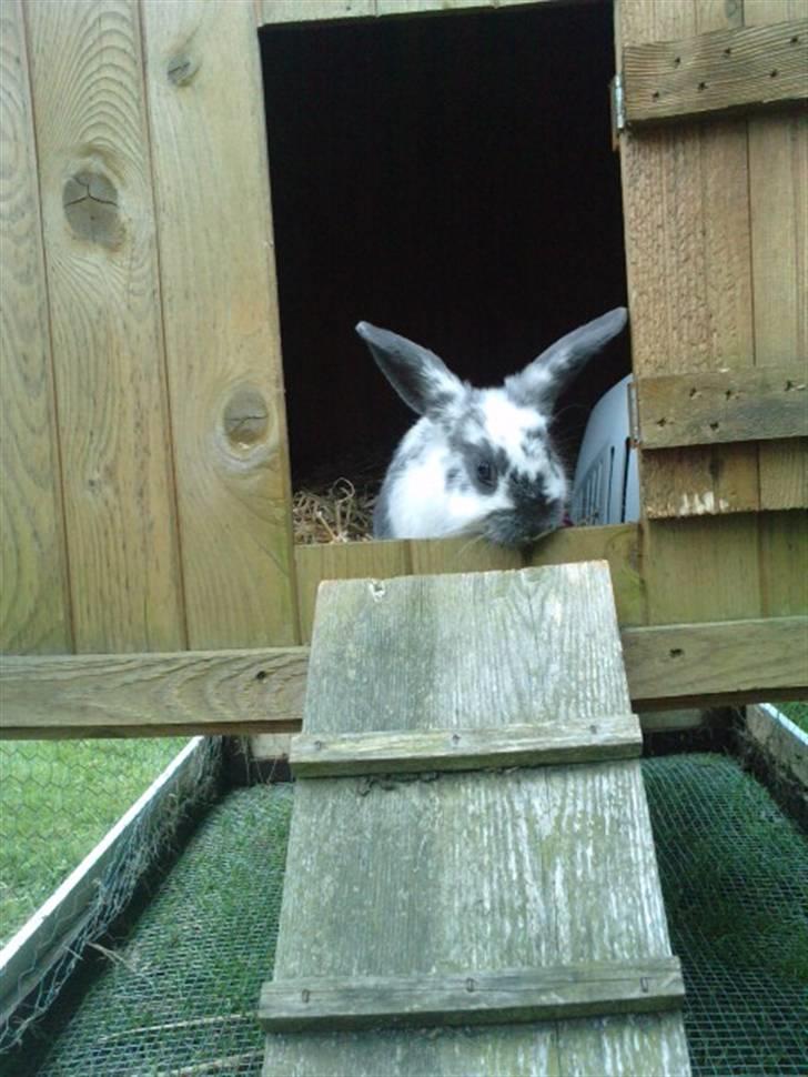 Kanin *Plet*(tisse trold) billede 3