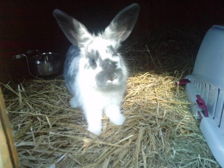 Kanin *Plet*(tisse trold) billede 4