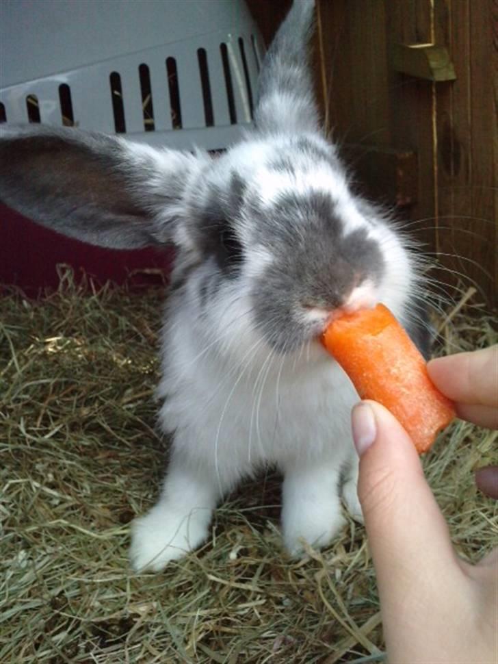 Kanin *Plet*(tisse trold) billede 5