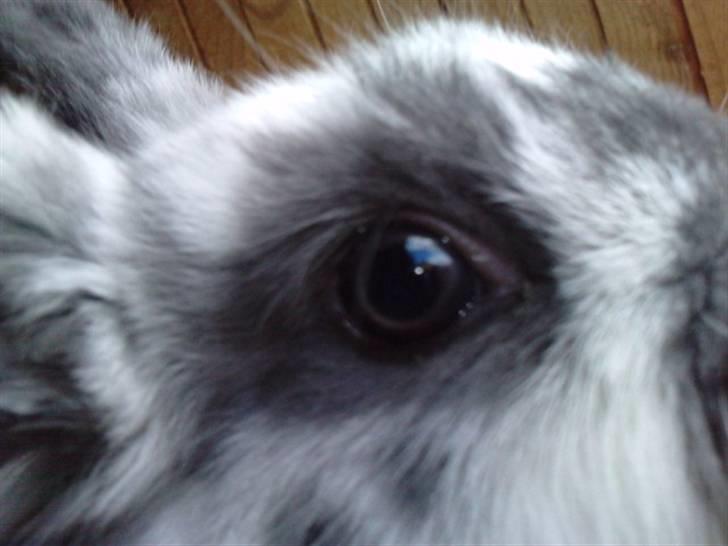 Kanin *Plet*(tisse trold) billede 6