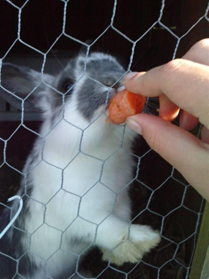 Kanin *Plet*(tisse trold) billede 7