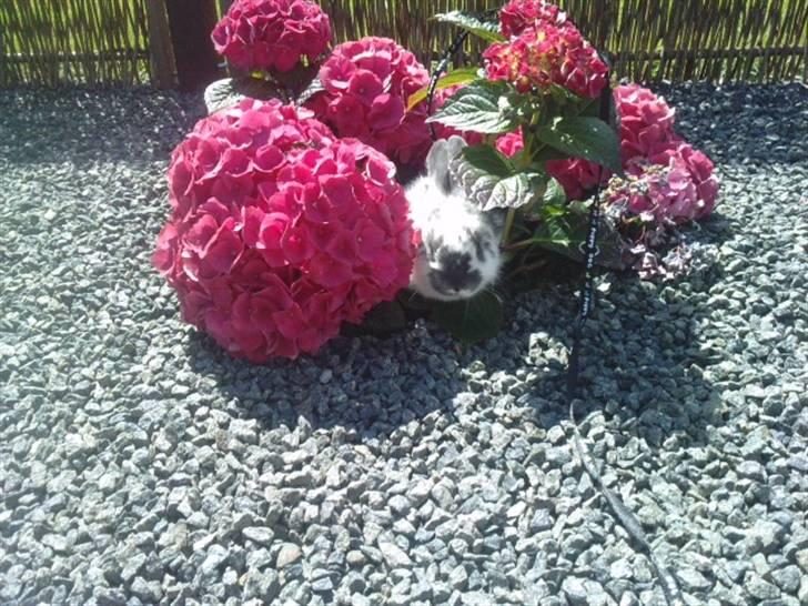 Kanin *Plet*(tisse trold) billede 9