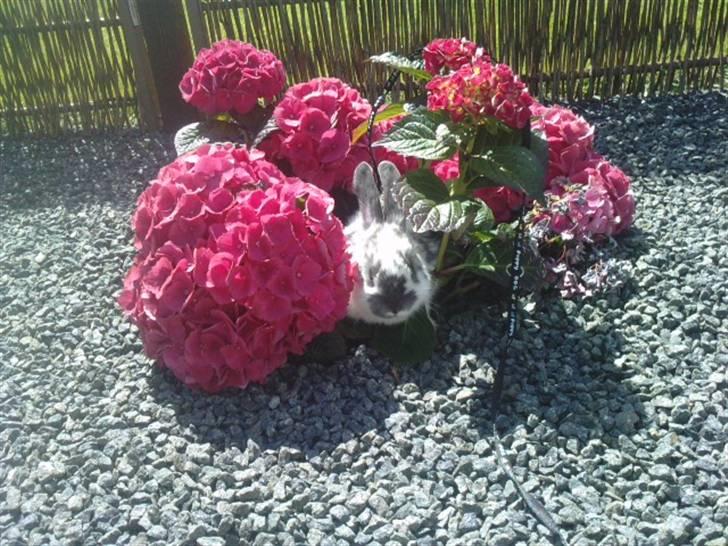 Kanin *Plet*(tisse trold) billede 10