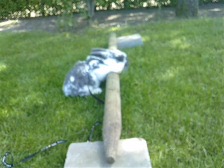 Kanin *Plet*(tisse trold) billede 11