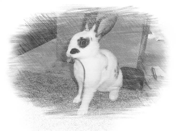 Kanin Ninkos (rex) - <3 billede 7