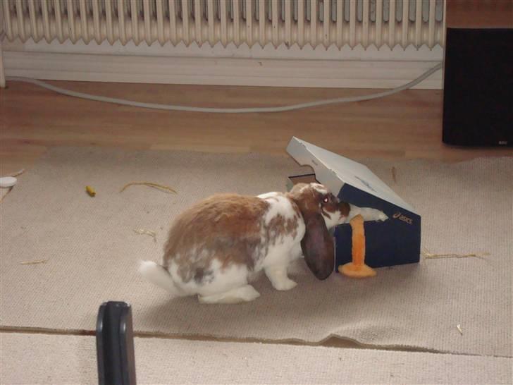 Kanin Fransk vædder Dumbo - Så er Kylling kommet i kassen billede 3