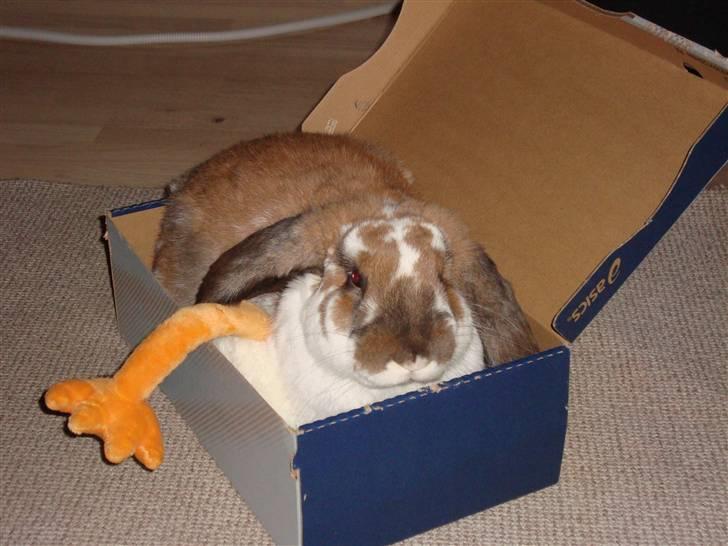 Kanin Fransk vædder Dumbo billede 5