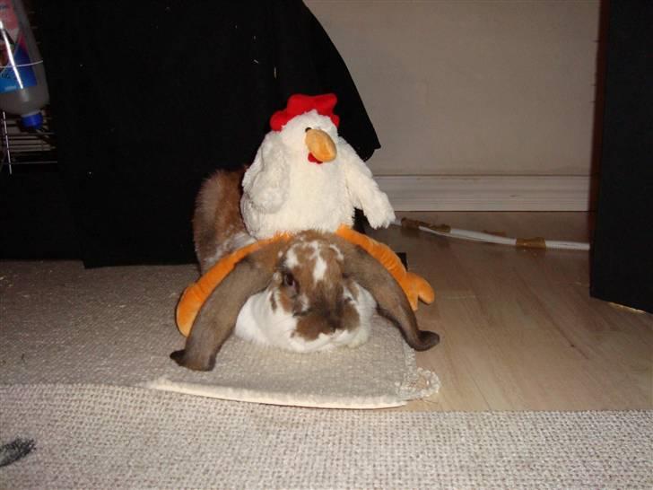 Kanin Fransk vædder Dumbo - Så får Kylling en ridetur billede 6